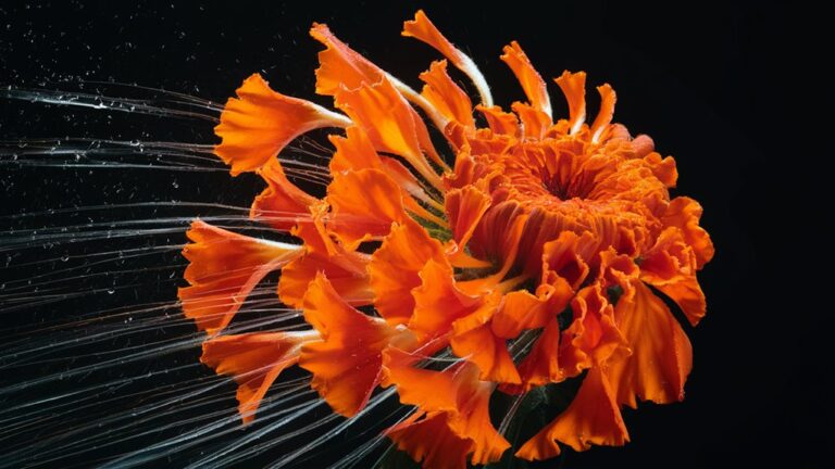 fast growing marigold plants